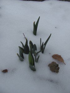 Daffodils in Snow