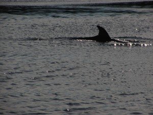 Minke Whale